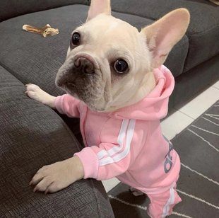 Костюм для домашніх тварин, одяг для собак та котів, зимовий костюм Adidog з капюшоном для вихованця, рожевий XL 6433224121 фото